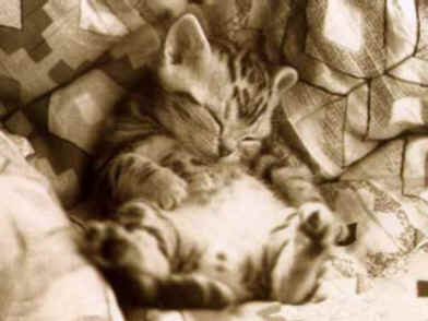 cat-nap