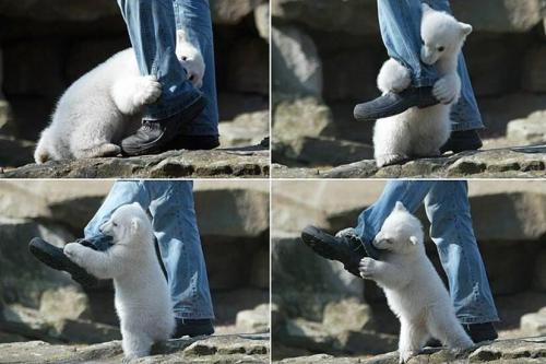 polar-bear-cub-out-of-control-ankle-biter