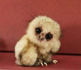 Ugly Owl